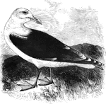 Feeding chiefly on fish, the great black-billed gull has been known to feed on small birds.