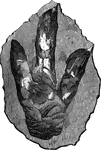 A footprint of brontozoum giganeum, a now extinct relative of the cassowary. This example is eighteen inches in length, the bird was believed to weigh between four and eight hundred pounds.