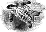 An imbricated turtle, flipped onto its back, revealing its underbelly.