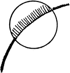Minutely ciliate.