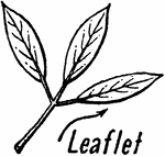 Composed of two or more similar parts united to form one whole; for instance, a leaf.