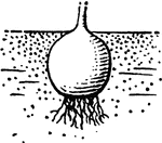 A hard, bulb-like base of a stem.