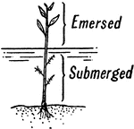 Rooted to substratum; erect and extending upward out of water.