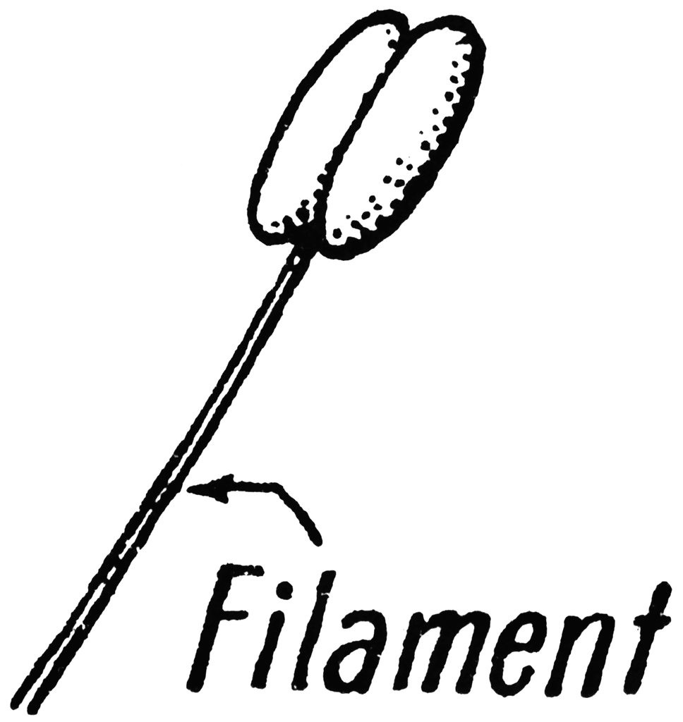 anther filament