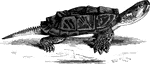 Inhabiting freshwater areas of the United States, the snapping turtle feeds on frogs and fishes.