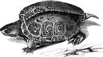 The smooth terrapin is found from Rhode island southward along the eastern coast of the United States.