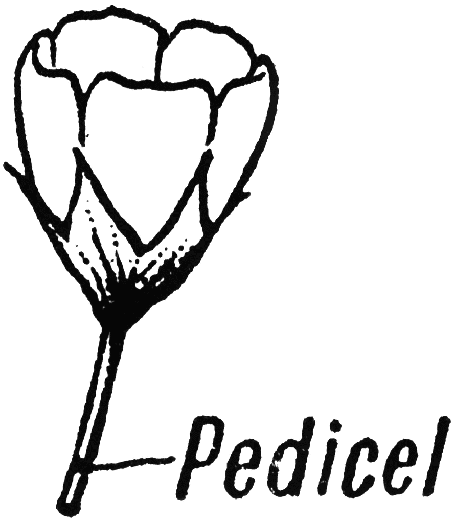 pedicel-clipart-etc