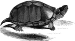Averaging six inches in length, the mud-tortoise is evenly distributed throughout the United States.