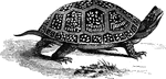 Ranging throughout the Northern and Middle States, Blanding's box-tortoise measures seven to inches in length at the shell.
