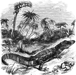 The Mississippi alligator grows to a length of fourteen or fifteen feet, inhabiting lakes, rivers, and wetlands.