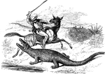 A caiman lunging at a man on horseback.