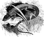 A lizard crouching in a patch of tall grass.