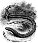 Common in Europe, the slow-worm resembles a snake, but its internal structure is that of lizards.