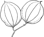 Leaves with several veins running from base to apex; stems often thorny.