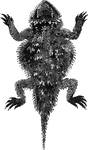 Commonly known as the horned toad, Douglas's phrynosoma was first discovered in Salt Lake Valley.