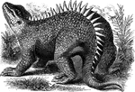 The hylaeosaurus measured between twenty and thirty feet in length, and fed on vegetation.