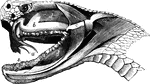 Section of the head of a serpent. a, poison fangs; b, poison glands; c, conductor for the poison; d, muscles of the jaws; e, tendon of the muscles; s, salivary glands.