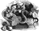 A small species of venemous serpent found in the European Alps.