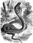 A cobra, or hooded serpent. This species can be found in India.