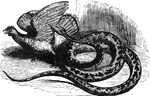 "Pythons are the largest known serpents, which are found only in India and the islands of the Indian Archipelago." &mdash; Goodrich, 1859
