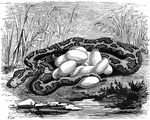 A female python guarding her clutch of eggs.