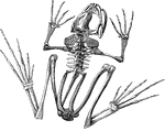 The skeleton of a frog.