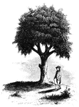 "Liberty Tree. I am indebted to the Hon. David Sears, of Boston, for this sketch of the 'Liberty Tree,' as it appeared just previous to its destruction by the British troops and Tories, during the siege of Boston in August, 1775. Mr. Sears has erected a row of fine buildings upon the site of the old grove of elms, of which this tree was one; and within a niche, on the front of one of them, and exactly over the spot where the <em>Liberty Tree</em> stood, he has placed a sculptured representation of it, as seen in the picture. From the time of the Stamp Act excitement until the armed possession of Boston by General Gage and his troops in 1774, that tree had been the rallying-place for the patriots, and had fallen, in consequence, much in disfavor with the friends of government. It was inscribed 'Liberty Tree,' and the ground under it was called 'Liberty Hall.' The Essex Gazette of August 31st, 1775, in describing the destruction of the tree, says, 'They made a furious attack upon it. After a long spell of laughing and grinning, sweating, swearing, and foaming with malice diabolical, they cut down the tree because it bore the name of liberty. A soldier was killed by falling from one of its branches during the operation.'"&mdash;Lossing, 1851