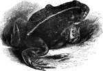"Resembles the common toad of Europe in appearance: there are also other foreign species, among which is the accoucheur toad, which not only assists the female in excluding her eggs, but attaches them afterwards to his own hind-legs, where the young are developed until they arrive at the tadpole state, when he visists the water and the escape. This species is common in the vicinity of Paris." &mdash; Goodrich, 1859