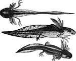 Development of young warty-newts.