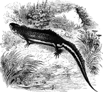 The common warty-newt of Europe... is six inches long, and is common in large ponds and ditches, where it feeds voraciously on aquatic insects and other small animals, such as tadpoles, newts, etc.". It swims chiefly by its tail" &mdash; Goodrich, 1859