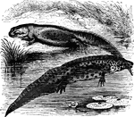 "It is three and a half inches long, the skin smooth as a frog's; it lives in ponds and ditches, and is devoured in great quantites by fish of various kinds.' &mdash; Goodrich, 1859