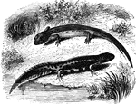 "The Land Salamanders, unlike the Tritons, are ovo-viparous, though the young at first inhabit the water and undergo metamorphoses till they arrive at the mature state which fits them for living on land, where they haunt cool and moist places, being not unfrequently found about fallen timber or old walls. Their food primarily consists of insects, worms, and small molluscous animals." &mdash; Goodrich, 1859