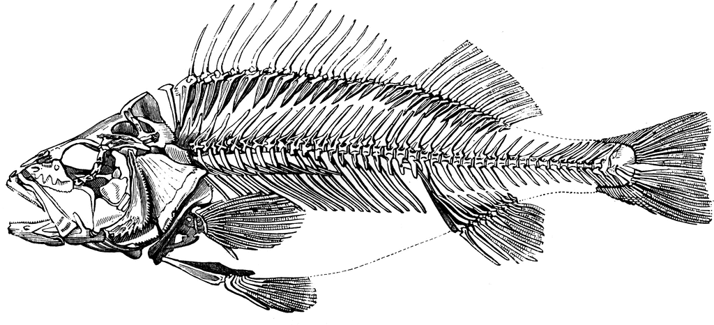 Perch skeleton | ClipArt ETC fish skeleton diagram 