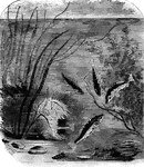 "A few fish, however, form a sort of nest for the protection of their eggs and young; and in some instances, the male remains as a guard over the fry until they have acquired sufficient strength and agility to venture forth into the world. The little sticklebacks, common in ponds, furnish and interesting example of the exercise in this instinct" &mdash; Goodrich, 1859