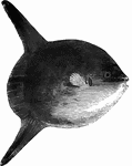 "Almost of a circular form, with long dorsal and anal fins, projecting like handles from its inder parts. It attains a great size, sometimes as much as four or five hundred pounds' wright, and measures four or five feet in length." &mdash; Goodrich, 1859