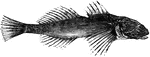 "Four to five inches long; hides in the water among loose stones, feeds on the larvae of water-insects, and the ova and fry of fishes; it is very voracious, and easily caught with a hook baited with red worm." &mdash; Goodrich, 1859
