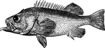 "Is twelve to twenty-four inches long; found in the northern seas, south to the coast of Massachusetts; it is tolderable food; the spines are used in Greenland for needles." &mdash; Goodrich, 1859