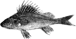 "A European species, six to eight inches long, closely resembling the perch, and valued for its flesh." &mdash; Goodrich, 1859