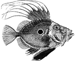 "Average weight five pounds; found on the European coasts, and celebrated for the delicacy of its flesh. This fish, having a golden spot on each side of it, contends with the haddock for the hnor of bearing the marks of St. Peter's fingers, each supposed to have been that out of whose mouth the apostle took the tribute-money, leaving on its sides in proof of the identity, the marks of his finger and thumb." &mdash; Goodrich, 1859