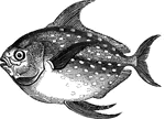 63 illustrations of fish including: oarfish, opah, paddlefish, parr, perch, pickerel, pike, pilchard, pilotfish, pimelodus, pipefish, piper, plaice, plesiops, pogge, pole, pollack, pomfret, pompano, porgy, pout, priestfish, and pufferfish