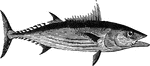 "Resembles the tuna in form, but is seldom more than thirty inches long. It is extensively distributed, being most common i nthe tropical seas, but is still met with on the coasts of Europe and North America. It is said to rival the dorado in its perpetual chase of flying-fish." &mdash; Goodrich, 1859