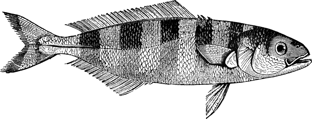 Pilotfish  ClipArt ETC