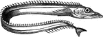 "Four to six feet long, and swims with great swiftness: the skin is smooth, except a few scales in place of the ventral fins." &mdash; Goodrich, 1859