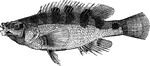 "Is two to five inches long, found in Europe, but less abundantly than most other species." &mdash; Goodrich, 1859