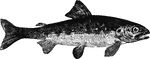 "Found in European waters, and being marked on the back by transverse dusky bars very similar to those of young salmon, has been held by many person to be young salmon in fact." &mdash; Goodrich, 1859
