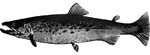 "Sometimes called the <em>Gray Trout</em> or <em>Whitling</em> is a Europen species, resembling the common salmon in habits and appearance, and weighing from six to twenty pounds." &mdash; Goodrich, 1859