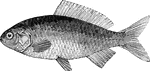 "The Gold Carp, <em>C. auratus</em>, often called the Gold-fish and silver-fish, as it assumes both colors, is originally from China, the most beautiful species being taken from Lake Che-Kyang." &mdash; Goodrich, 1859