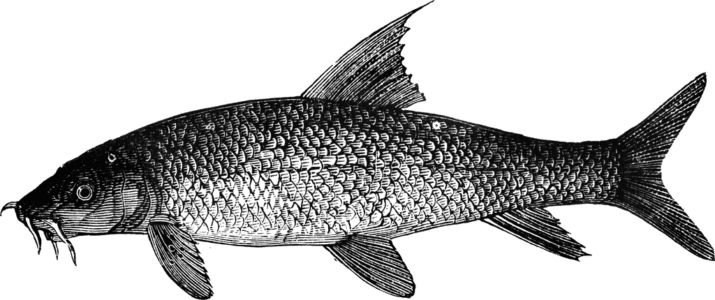 common carp mouth and barbels
