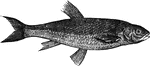 "Is found in the lakes and rivers of some parts of Europe; in its habits and food it resembles the trout, and is fished for with artificial flies." &mdash; Goodrich, 1859