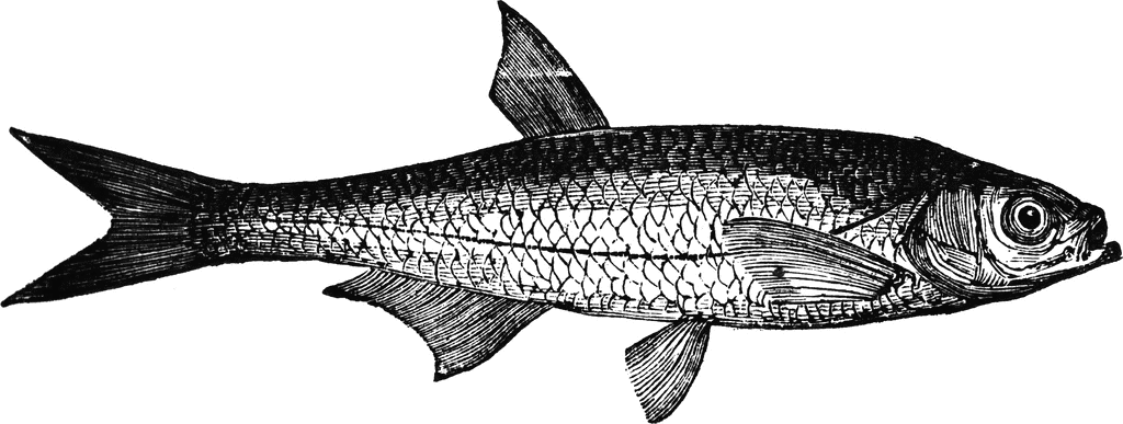 Several Ablet or Bleak Fish on Black Fishing Net. Stock Image - Image of  animal, ingredient: 73996791